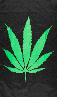 cannabis-schwarz-53fd9a500c93c Cannabis Schwarz 3'x5' - Image 1