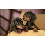 Dachshund (Dog) 5'x3'